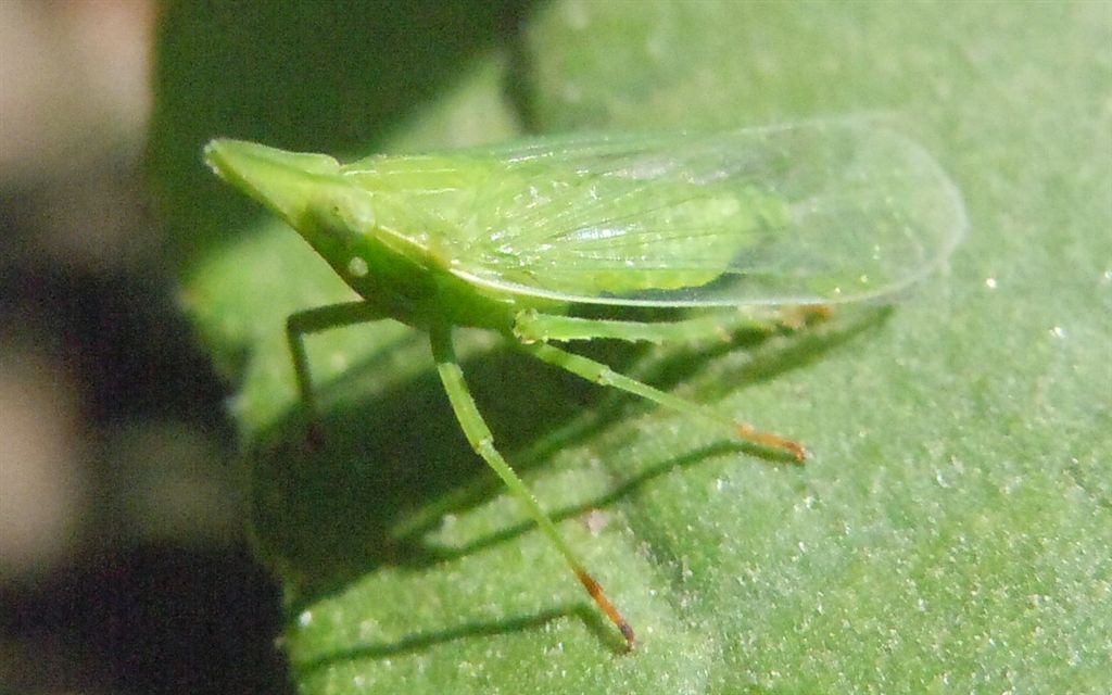 Dictyophara europaea? S